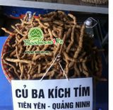 Ba kích tím quảng ninh thảo dược quý hàng đầu cho quý ông