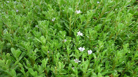 Cây Biển Súc: Dược liệu lợi tiểu, kháng viêm và giải độc hiệu quả