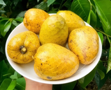 cây Bình bát – chữa tiểu đường, xương khớp vừa là thực phẩm