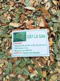Cây lá gan rừng - Bí quyết bảo vệ lá gan khỏe mạnh
