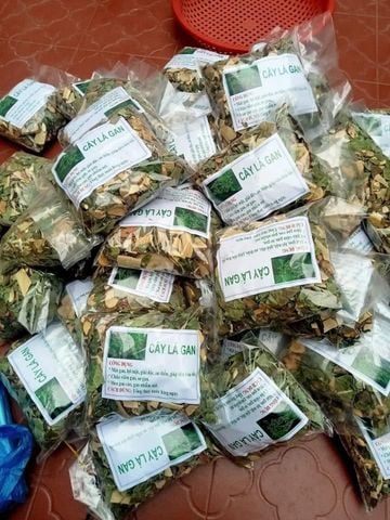 Cây lá gan rừng - Bí quyết bảo vệ lá gan khỏe mạnh