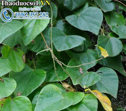 Dây đau xương ( Khoan cân đằng ) vị thuốc quý điều trị đau xương khớp cực hay