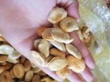Hạt Sang Chữa Đau Dạ Dày bài thuốc quý người vùng cao