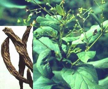 Huyền sâm giải độc tiêu viêm hỗ trọ điều trị ung thư khá tốt