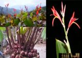 Cây Dong Riềng Đỏ – Vị Thuốc Người bệnh tim mạch vành nên biết