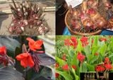 Cây Dong Riềng Đỏ – Vị Thuốc Người bệnh tim mạch vành nên biết