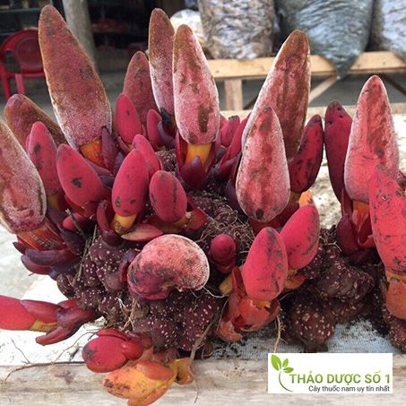 NẤM NGỌC CẨU TÂY BẮC