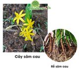 Sâm cau đen ( tiên mao) biệt dược chốn phòng the được quý ông săn lùng