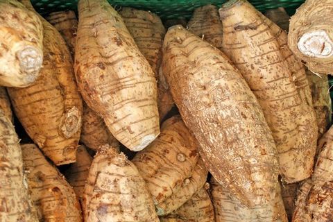 Cát căn ( sắn rây) công dụng và cách dùng