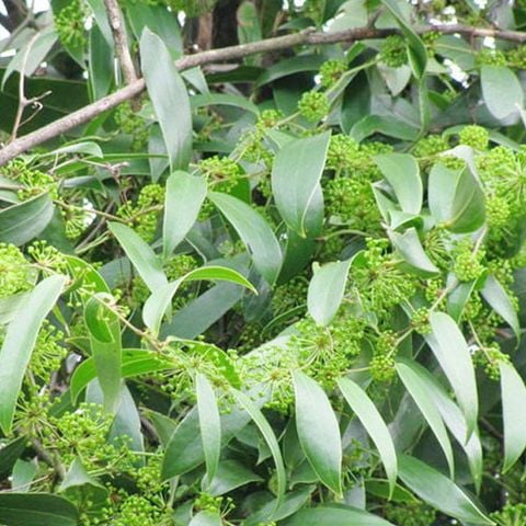 Thổ phục linh , Củ khúc khắc chữa bệnh đau dây thần kinh tọa, vẩy nến