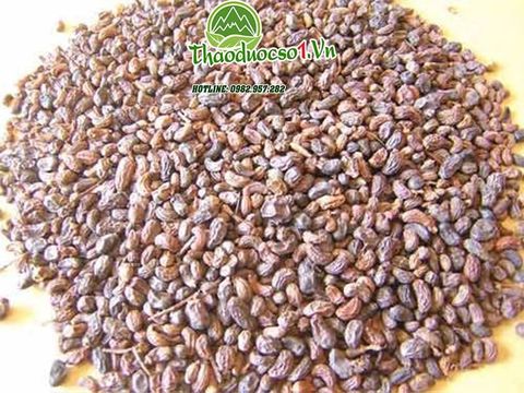 Thỏ ty tử vị thuốc quý bổ thận tráng dương điều trị liệt dương xuất tinh sớm hiệu quả