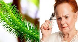 Cây Thông Đất chữa Teo não, mất trí hay quên đơn giản hiệu quả