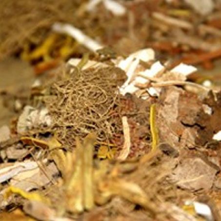 Thuốc nam điều trị viêm loét Dạ Dày