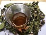 Cây Xạ Đen: Bí Quyết Hỗ Trợ Điều Trị Ung Thư Và Các Bệnh Lý Hiệu Quả Từ Thiên Nhiên