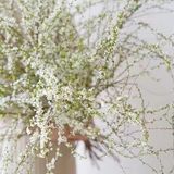 Hoa tuyết mai
