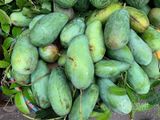Xoài hạt lép