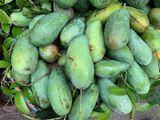 Xoài hạt lép