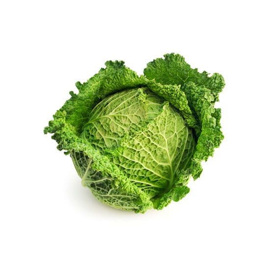 Savoy Cabbage Ant Farm 500G- 