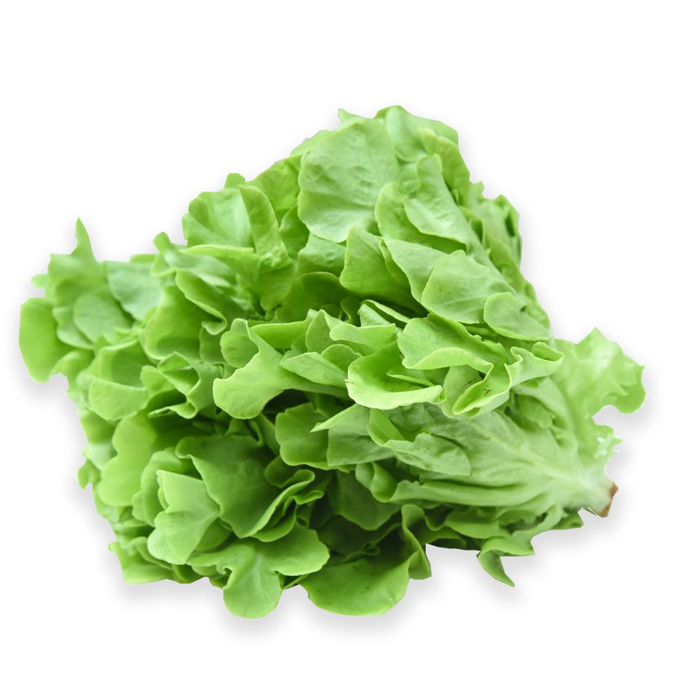 Lettuce Green Oakleaf Gg 250G- 