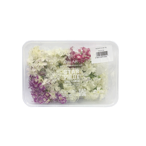 Phlox 12G