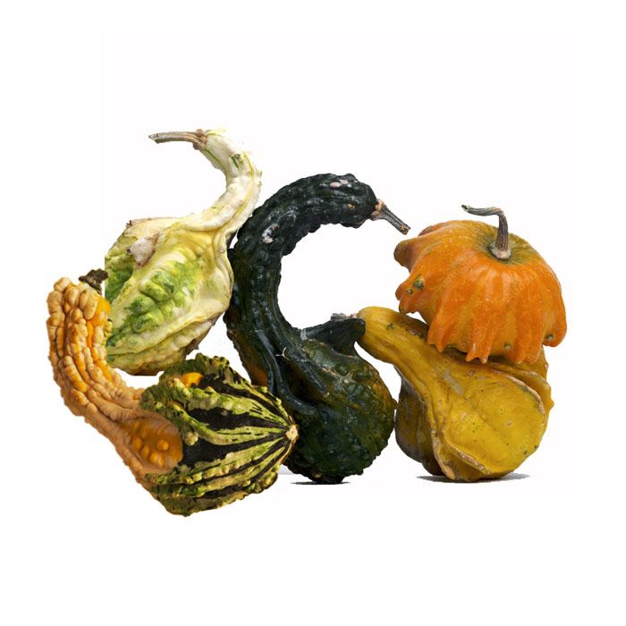 Yellow Squash Halloween 500G