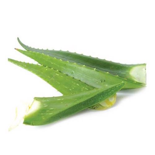 Fresh Aloe Vera 500G- fresh aloe vera