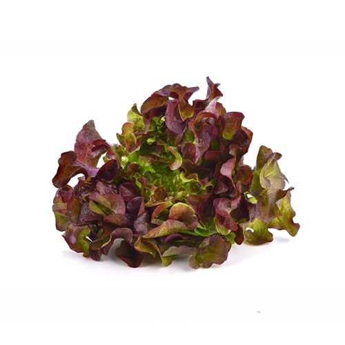 Lettuce Oakleaf Viet An 125G- 