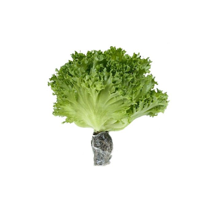 Lettuce Crystal Hydroponic 250G- 