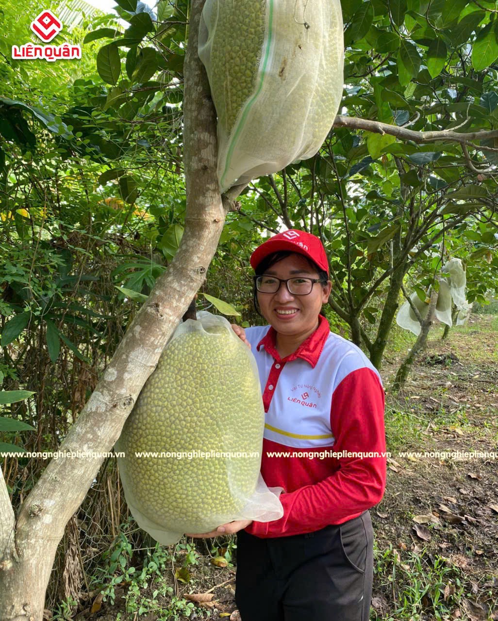 VƯỜN MÍT