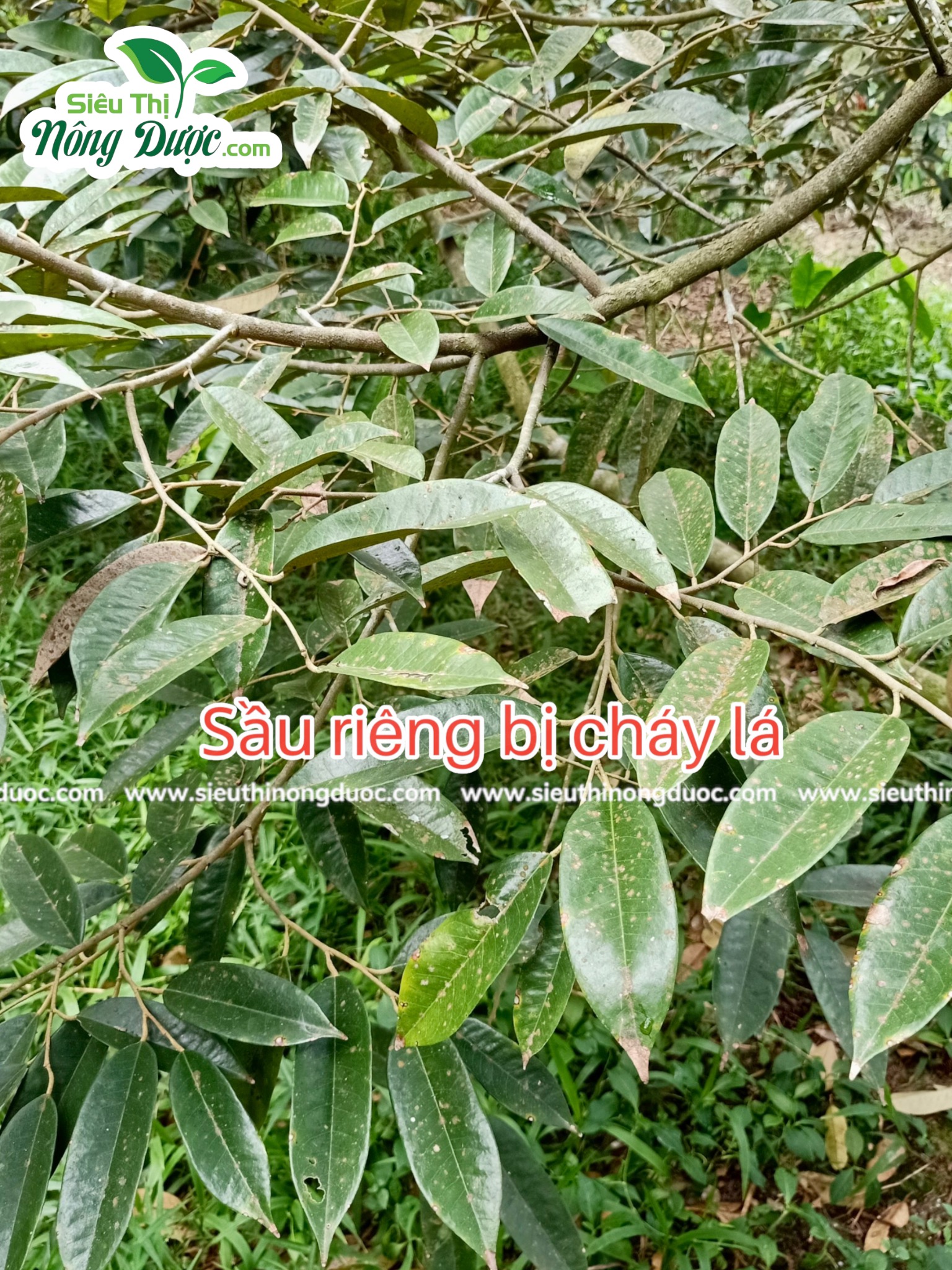 Thăm vườn sầu riêng chú Hà ( Xuân Hoà - Kế Sách )
