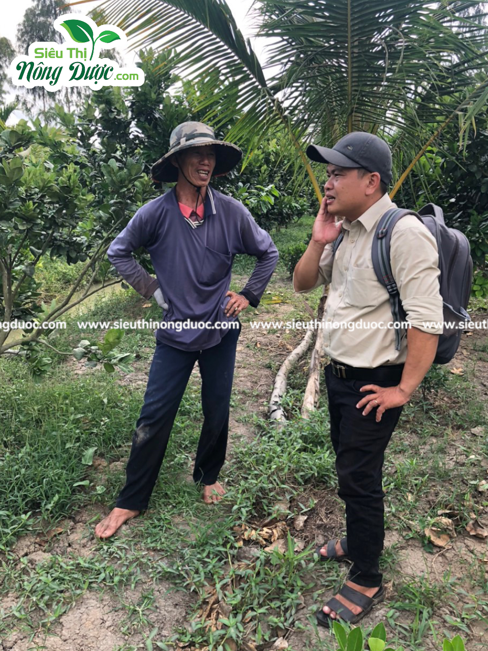 Thăm vườn bưởi da xanh chú Dũng ( Cây Sộp - Kế An- Kế Sách - Sóc Trăng )