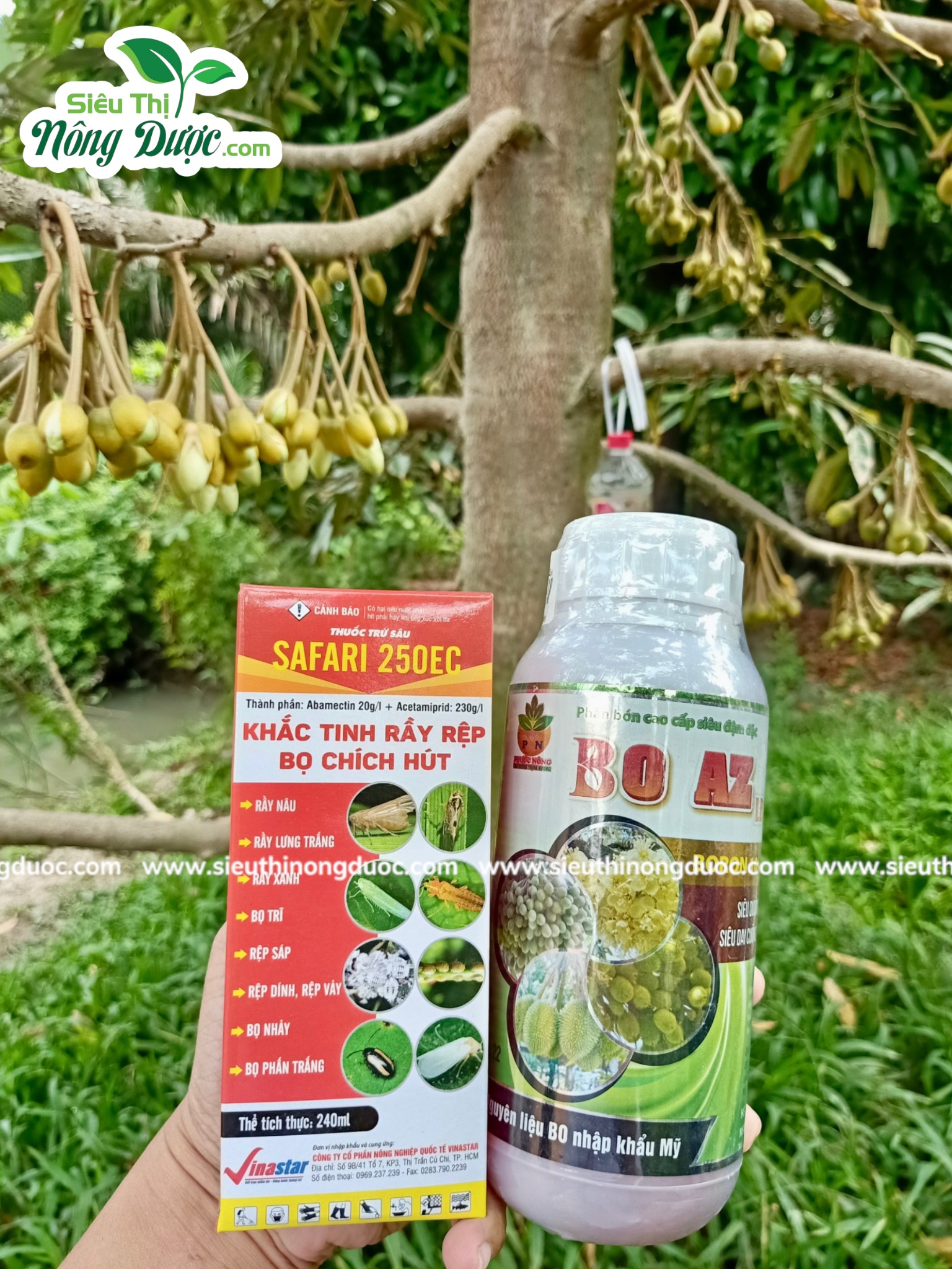 Thăm vườn sầu riêng chú Hà ( Xuân Hoà - Kế Sách )