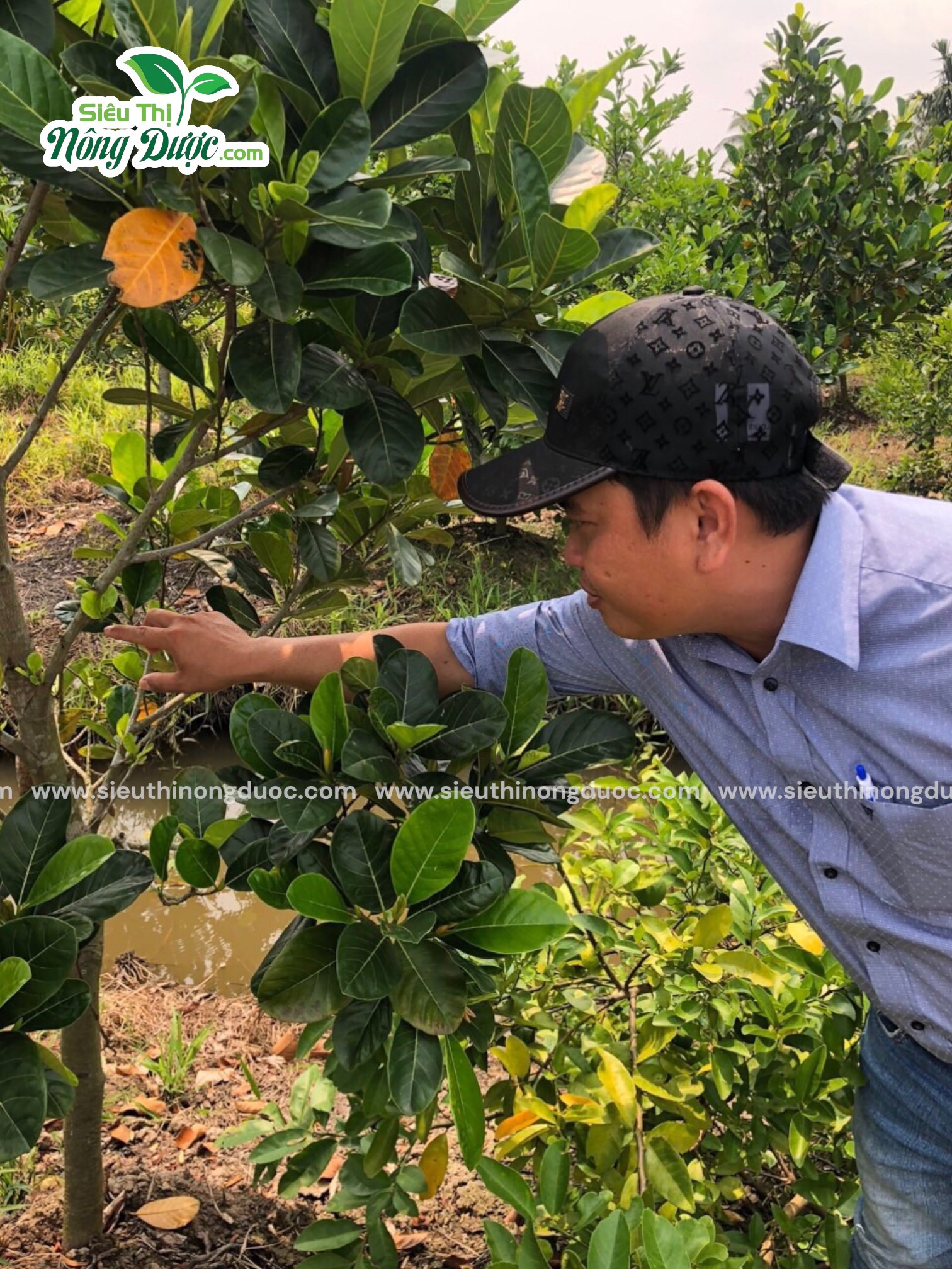TeamLiênQuân vườn mít anh Phong Phú Tâm , Châu Thành , Sóc Trăng