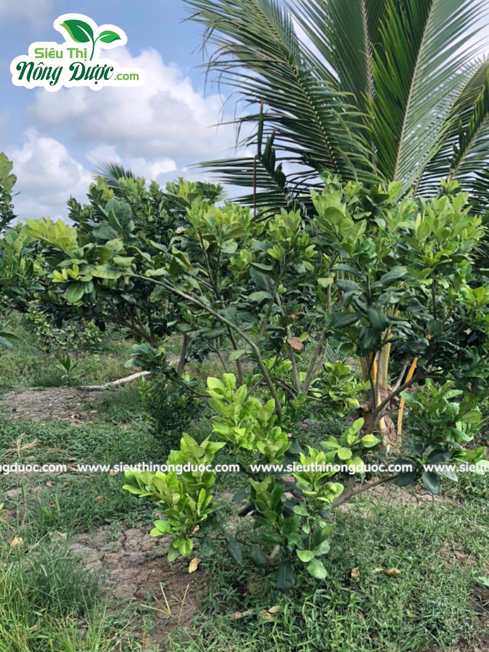 Thăm vườn bưởi da xanh chú Dũng ( Cây Sộp - Kế An- Kế Sách - Sóc Trăng )