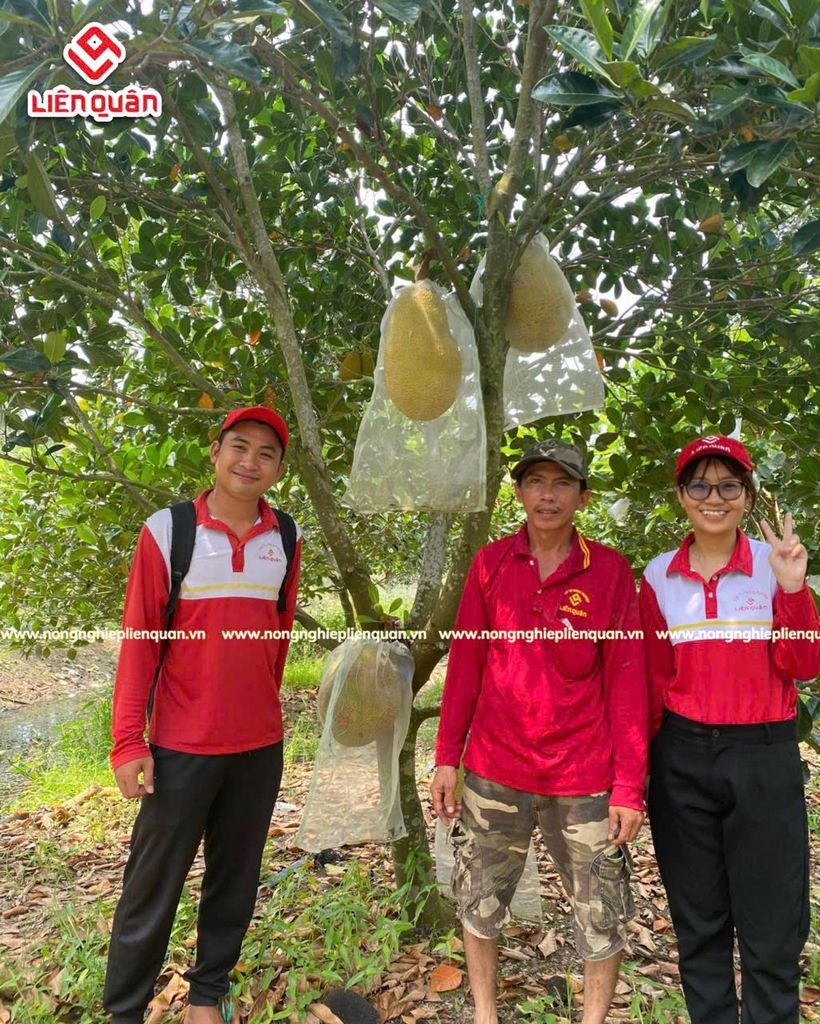 VƯỜN MÍT