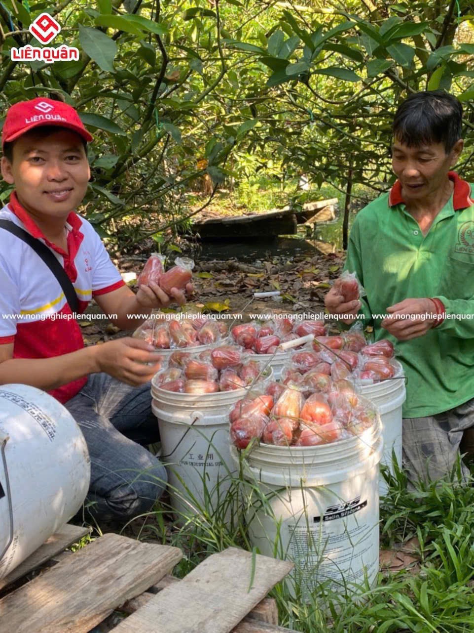 VƯỜN MẬN