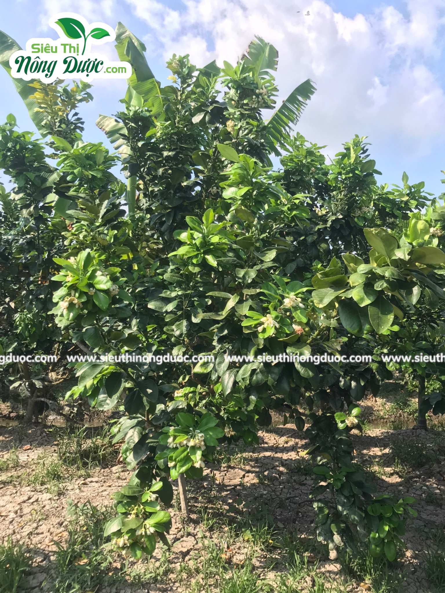 Thăm vườn bưởi anh Sơn ( Kế Thành - Kế Sách - Sóc Trăng )