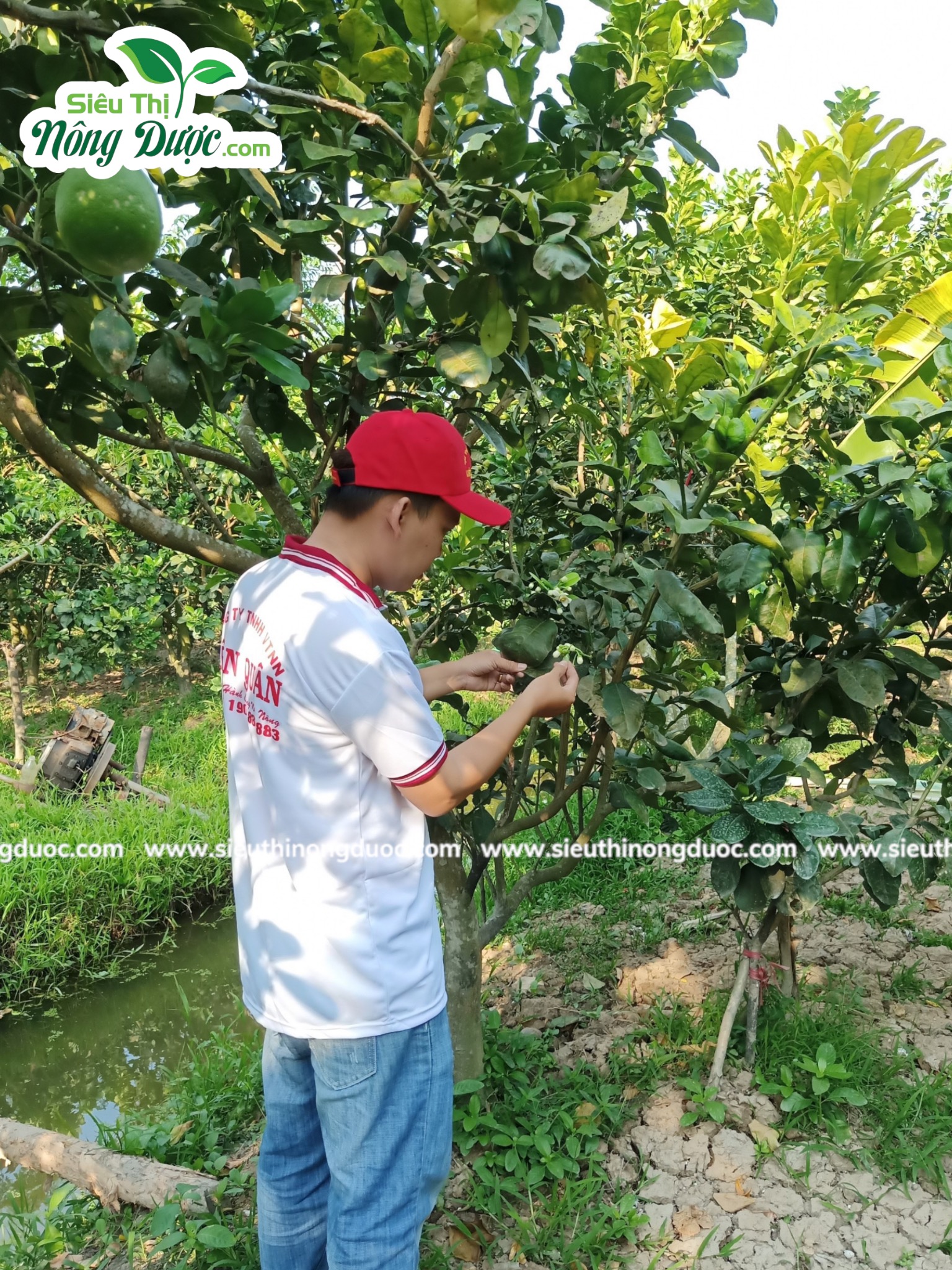 Thăm vườn bưởi da xanh của chú Sự ( Kinh10 - Kế Thành - Kế Sách - Sóc Trăng )