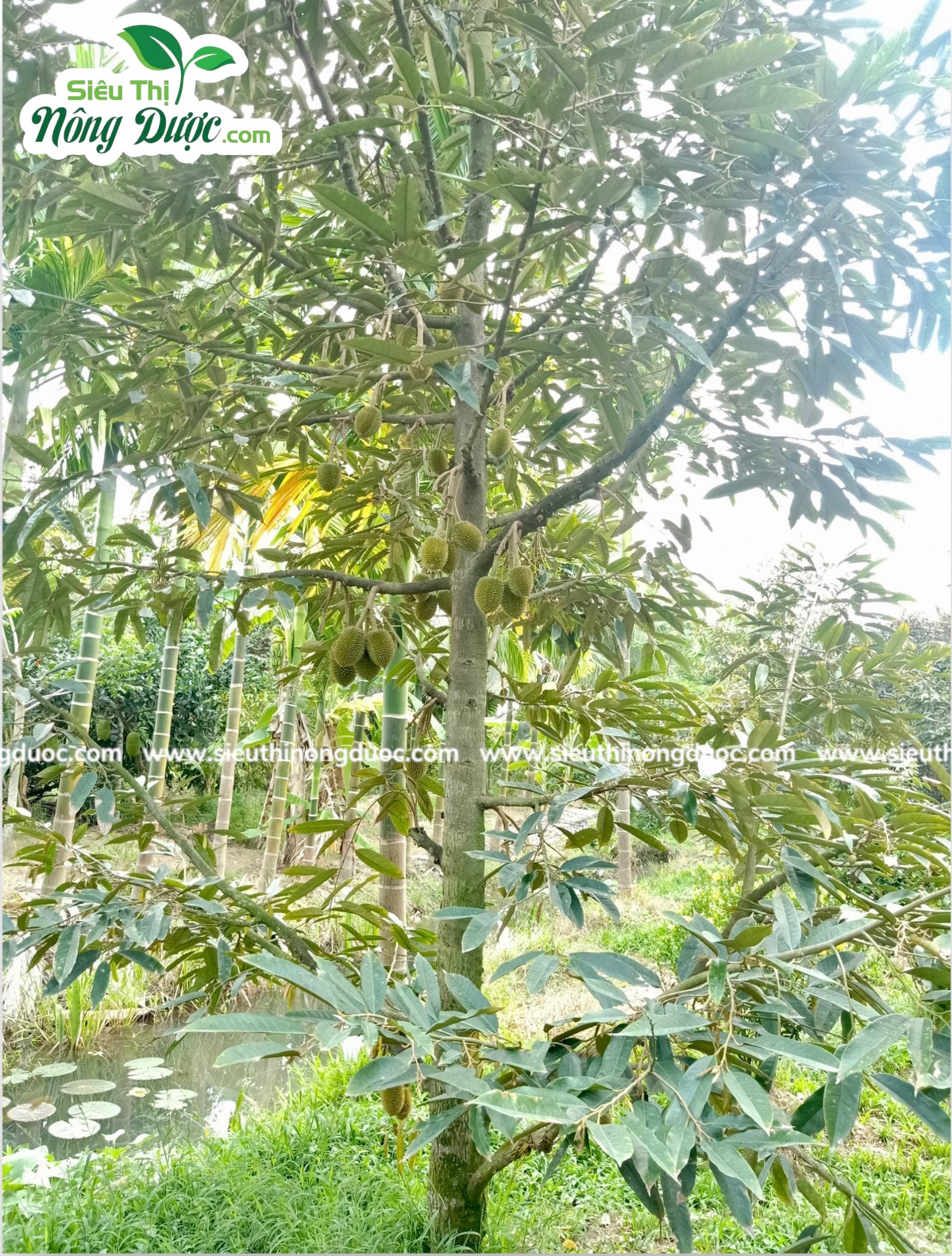 Thăm vườn sầu riêng chú Đỉnh ( Ba Trinh - Kế Sách - Sóc Trăng )