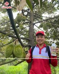 VƯỜN SẦU RIÊNG