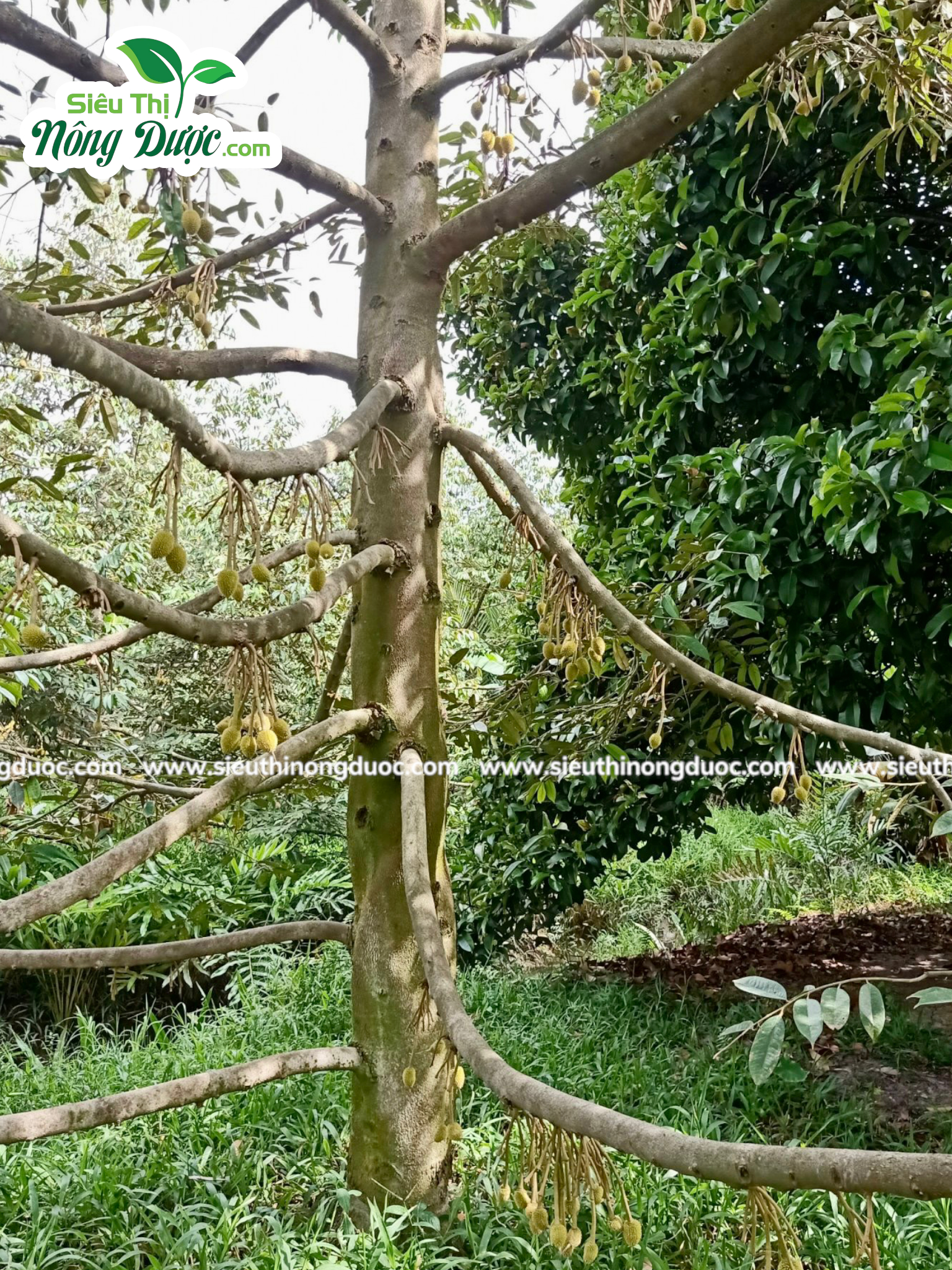 Thăm vườn sầu riêng chú Hà ( Xuân Hoà - Kế Sách )