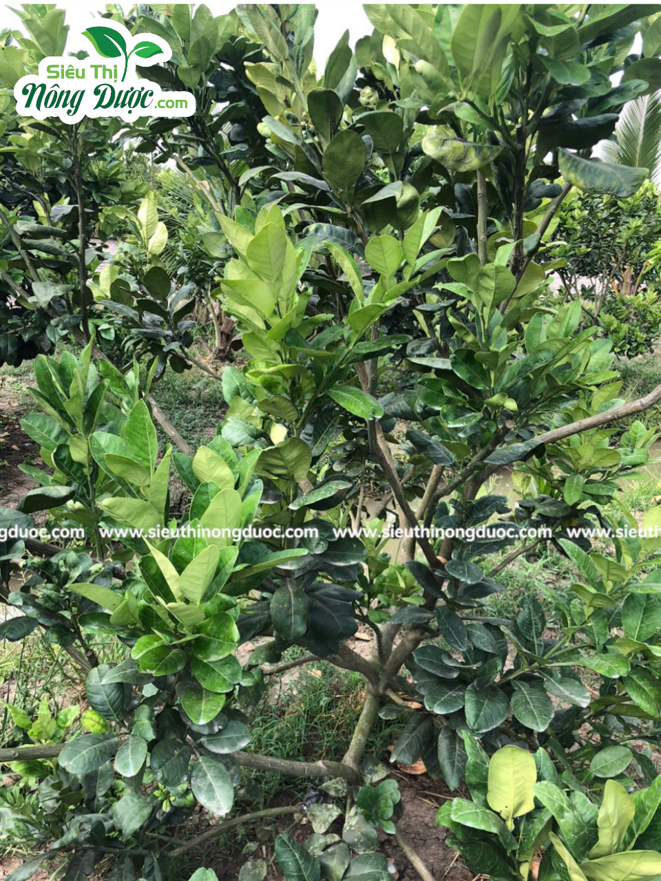 Thăm vườn bưởi da xanh chú Dũng ( Cây Sộp - Kế An- Kế Sách - Sóc Trăng )