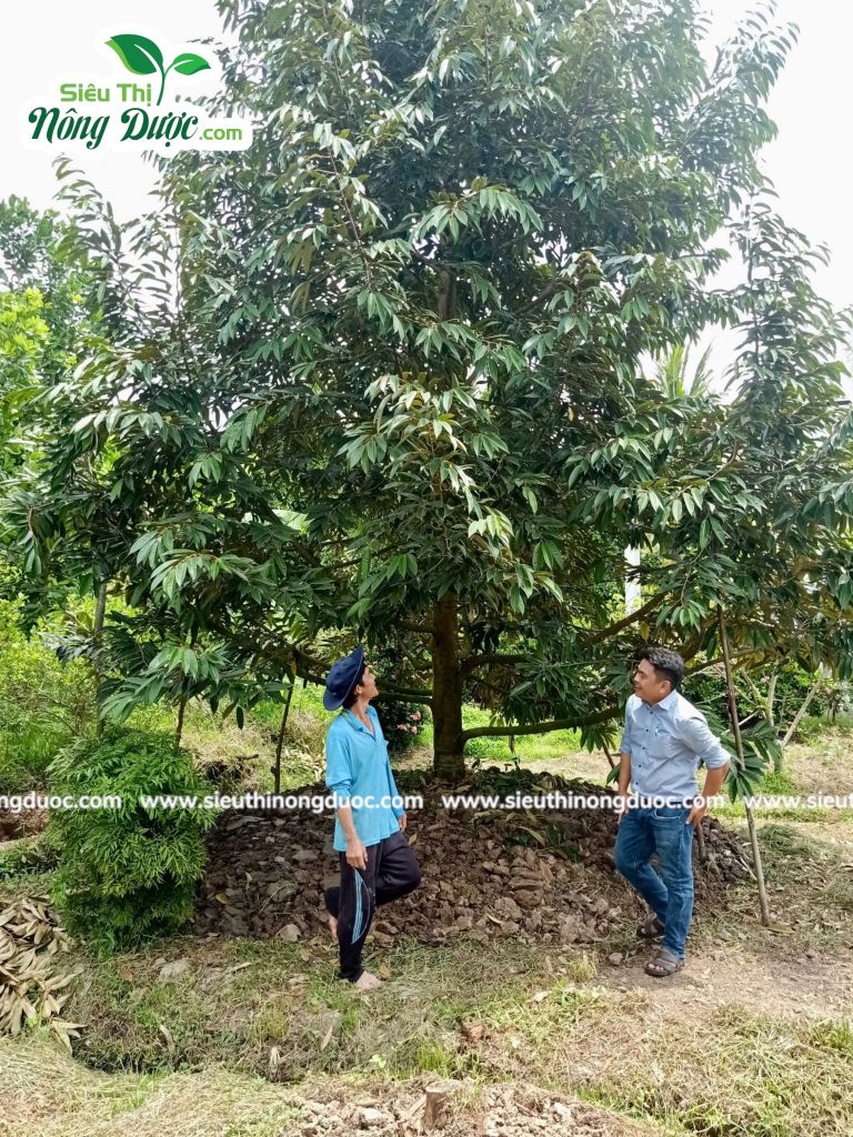 Thăm vườn sầu riêng chú Đỉnh ( Ba Trinh - Kế Sách - Sóc Trăng )