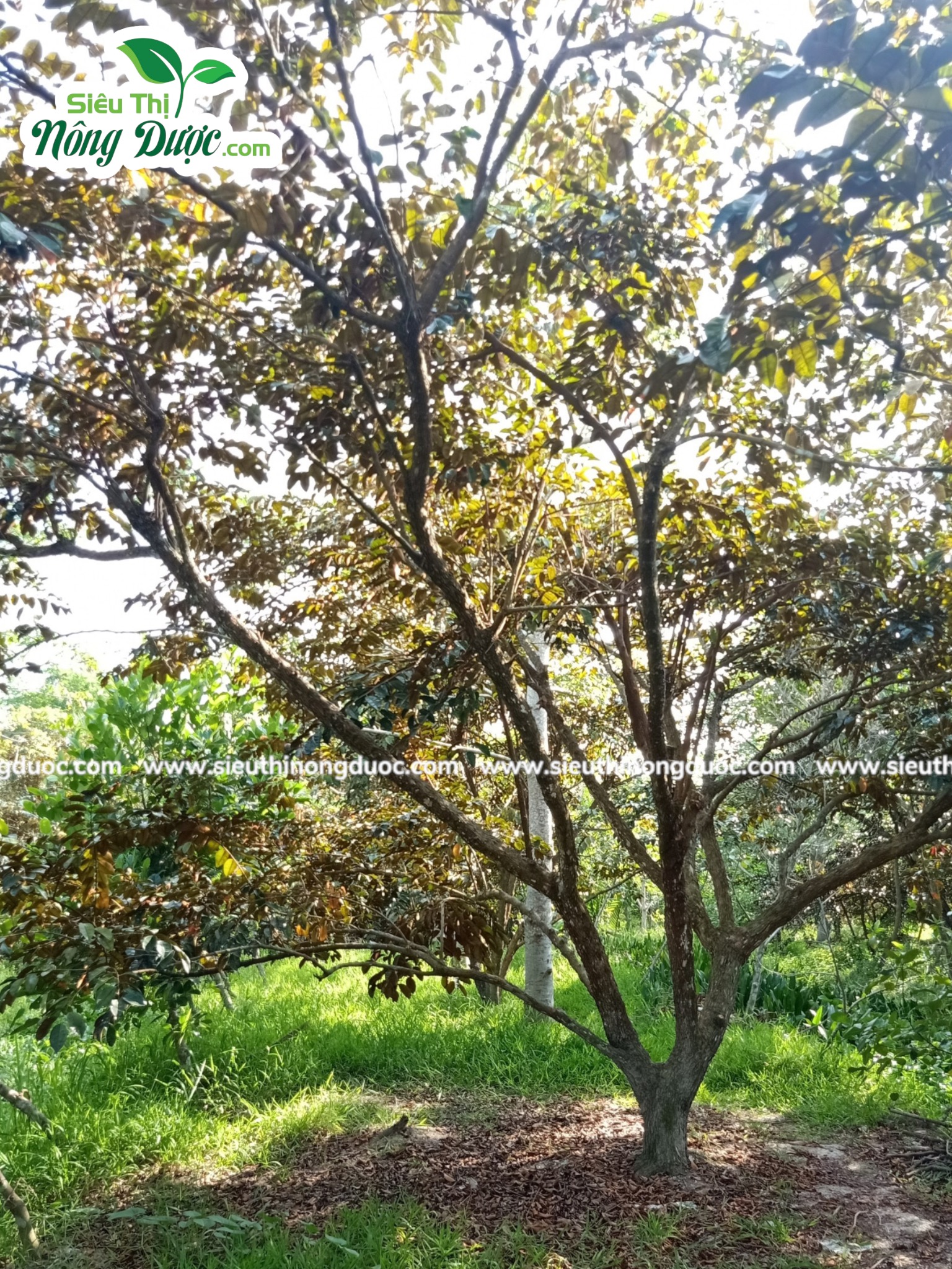 Thăm vườn vú sữa ba anh Lập ( Xuân Hoà - Kế Sách - Sóc Trăng )