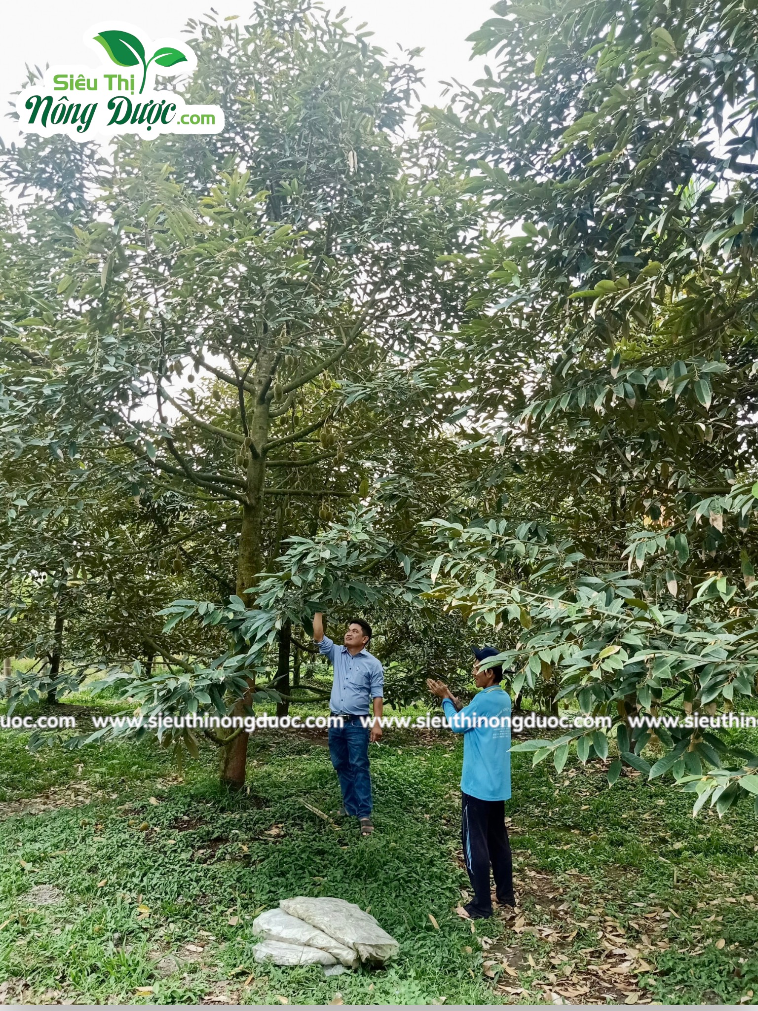 Thăm vườn sầu riêng chú Đỉnh ( Ba Trinh - Kế Sách - Sóc Trăng )