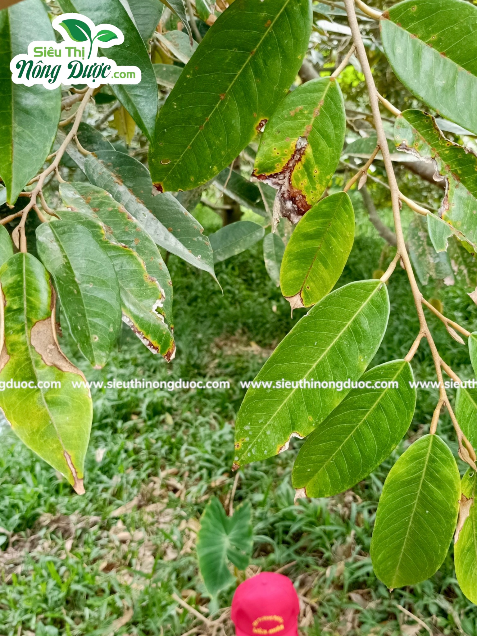 Thăm vườn sầu riêng chú Hà ( Xuân Hoà - Kế Sách )