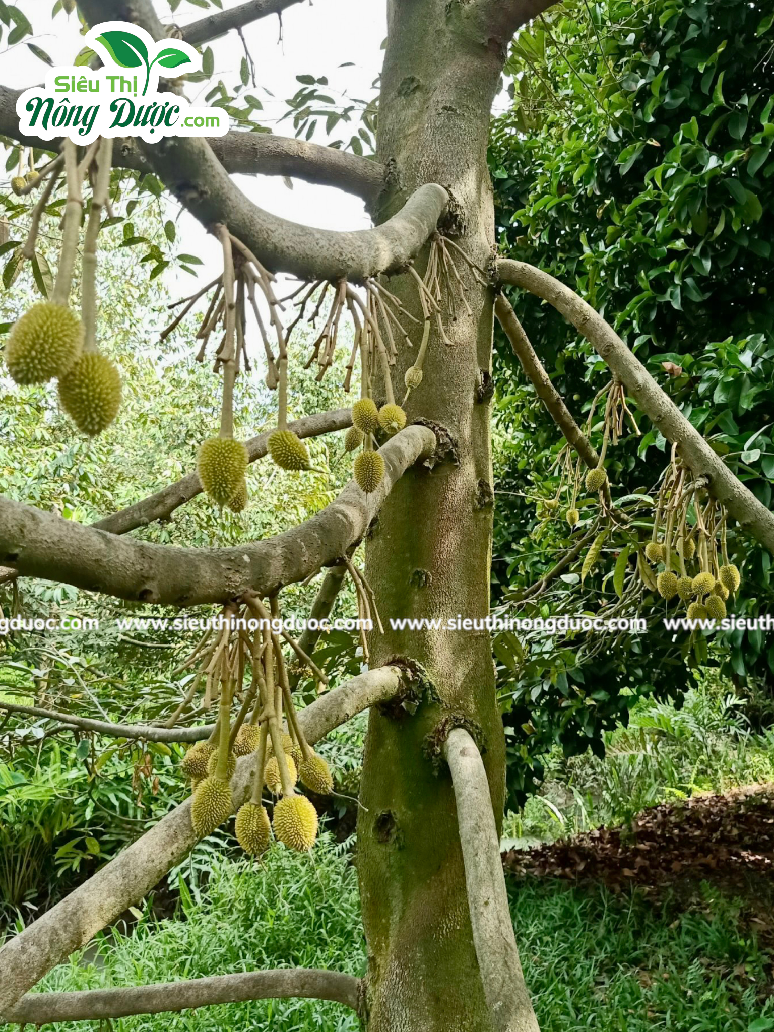 Thăm vườn sầu riêng chú Hà ( Xuân Hoà - Kế Sách )