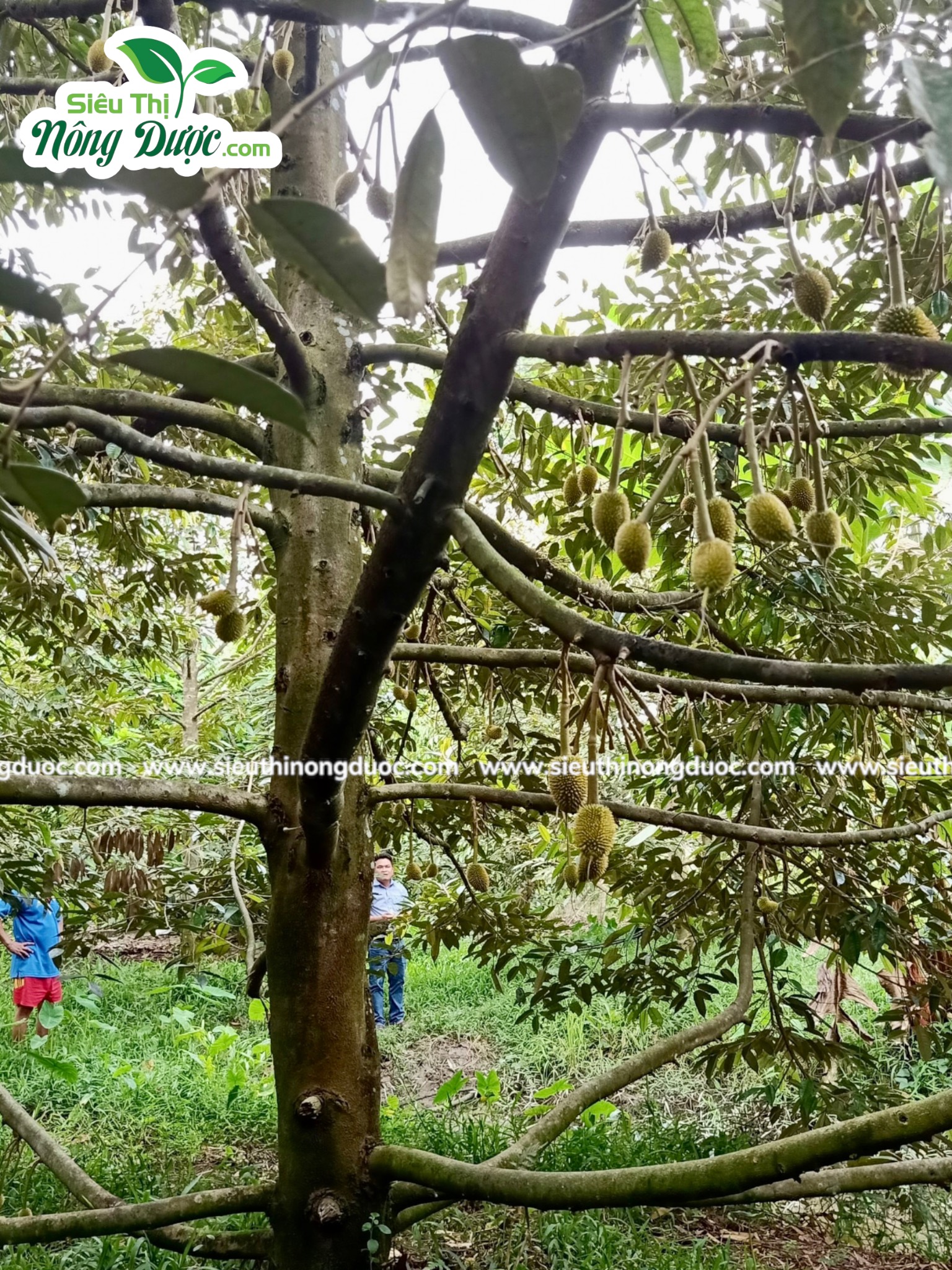 Thăm vườn sầu riêng chú Hà ( Xuân Hoà - Kế Sách )