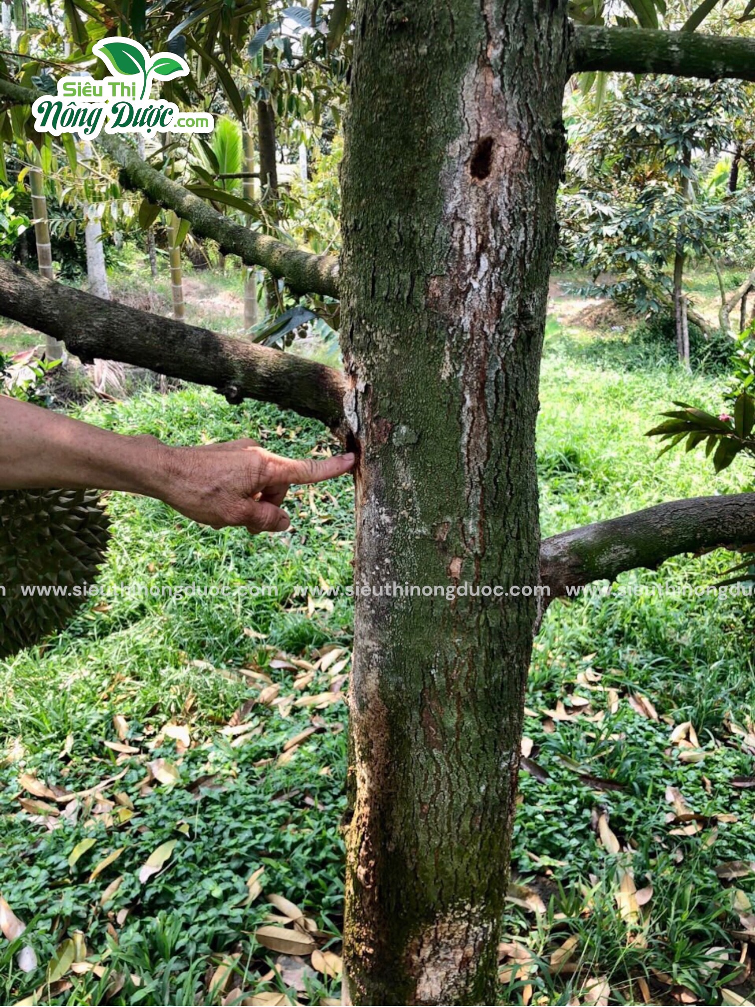 TeamLiênQuân thăm vườn sầu riêng chế Phấn ở Ba Trinh - Kế Sách - Sóc Trăng