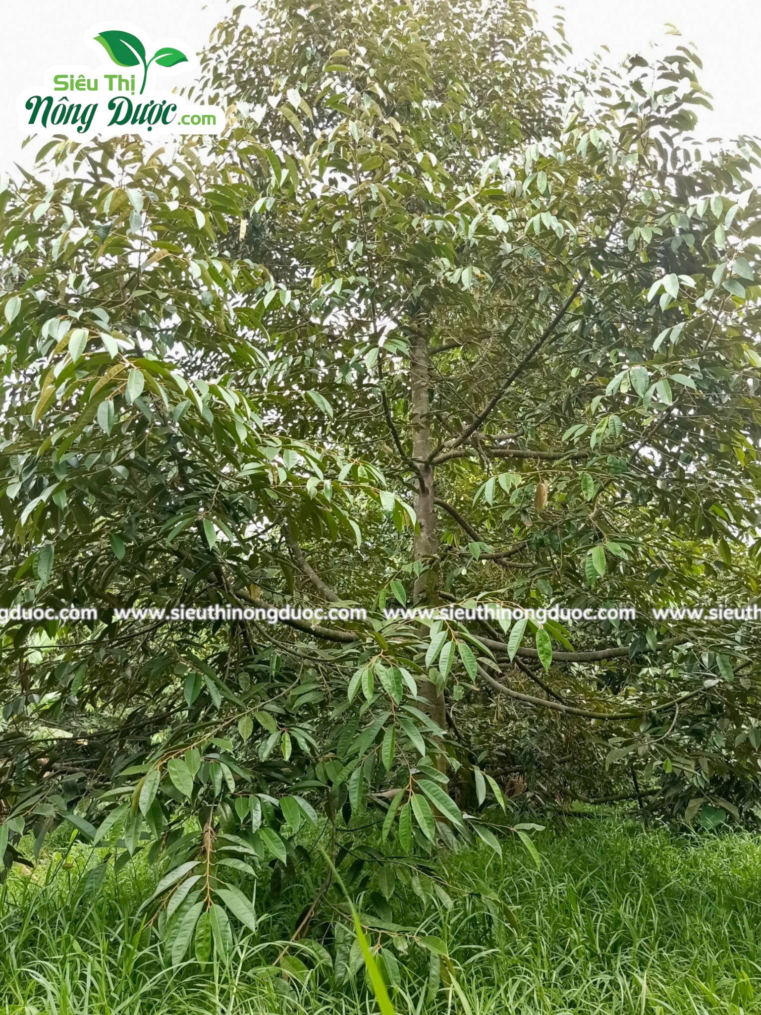 Thăm vườn sầu riêng chú Hà ( Xuân Hoà - Kế Sách )